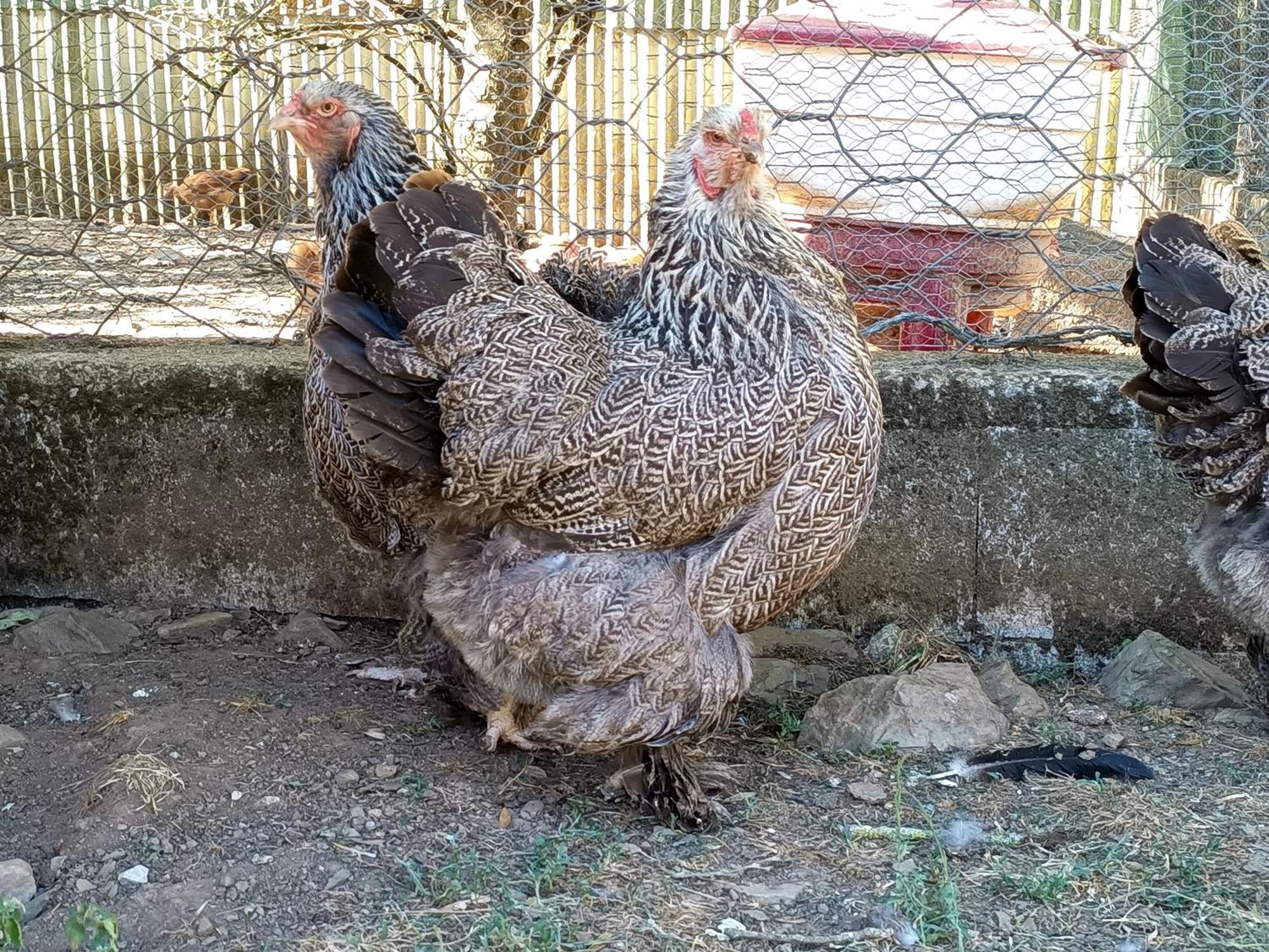 Ferme Les Therondels Saint-Pons-de-Thomieres Luaran gambar